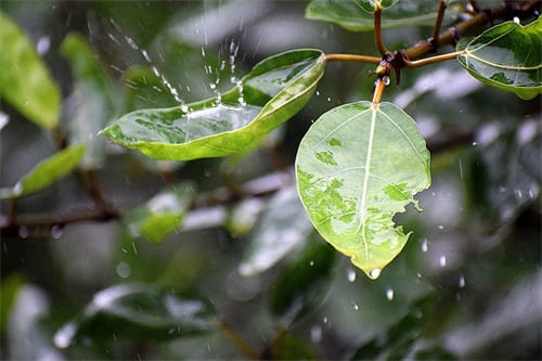 夏至梅雨季节